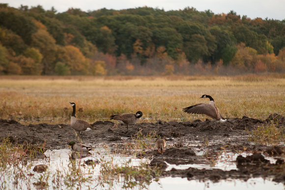 Geese and Mallards with Fall Foliage Great Meadows
