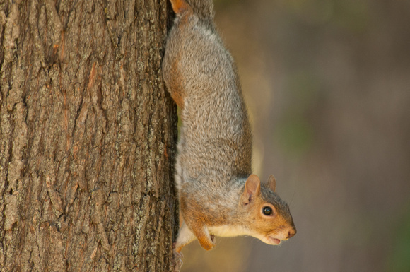 Red Squirrel, Lexington Ma
