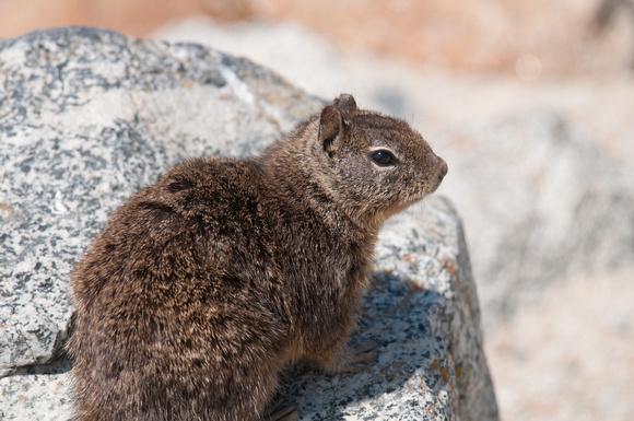 Beechey Squirrel, Seal Rock Island Monterey, Ca