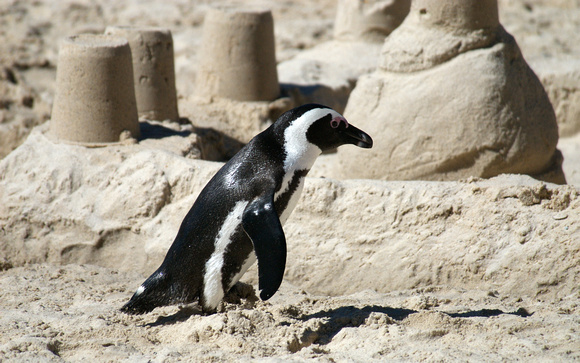 African Penguin with Sand Castle Boulders Beach Cape Town South Africa