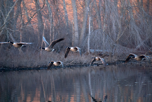 Geese taking off at Dusk