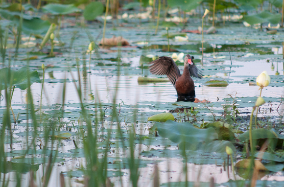 Black Bellied whistling duck at favorite spot at Great Meadows