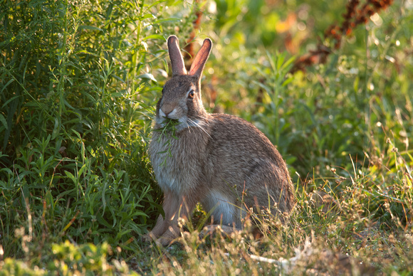 Hungry Cottontail  Rabbit, Great Meadows Concord MA