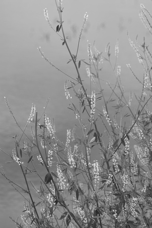 Walden Pond Reeds
