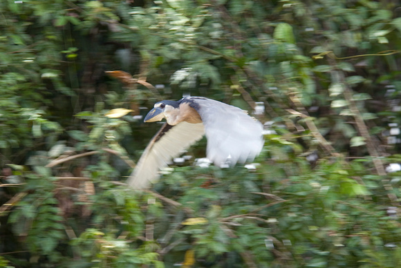 Anhinga "snakebird" Tortoguero Costa Rica