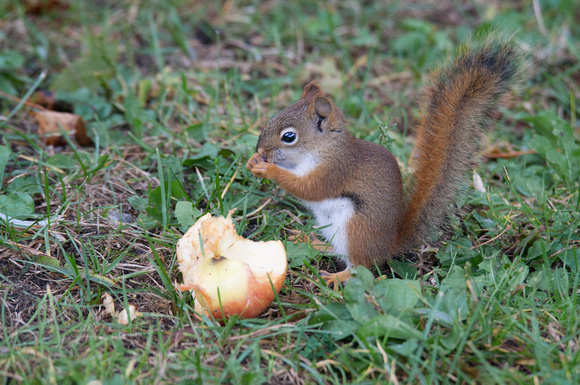 Red Squirrel eating Apple