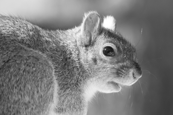 Gray Squirrel, Lexington MA