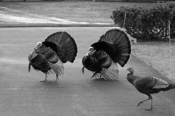 Turkeys in full Plumage, Lexington Ma