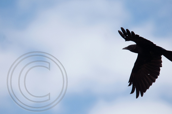 Common Raven Great Meadows
