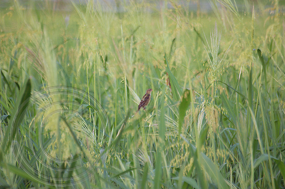 Song Sparrow in Reeds