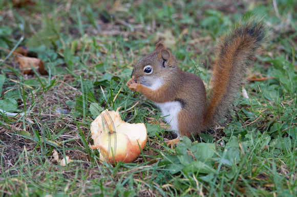 Red Squirrel eating Apple