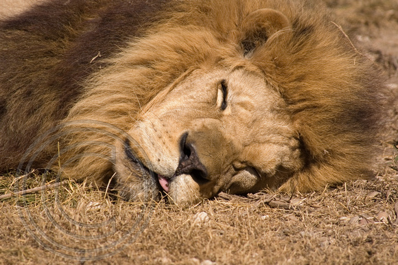 Sleeping Lion, Shamwari Game Reserve Eastern Cape  South Africa