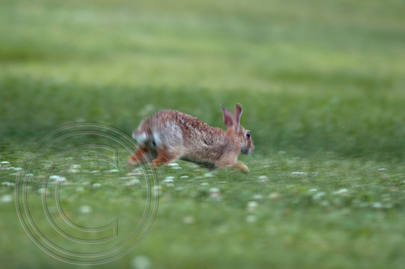Cottontail Rabbit hopping away, Lexington MA