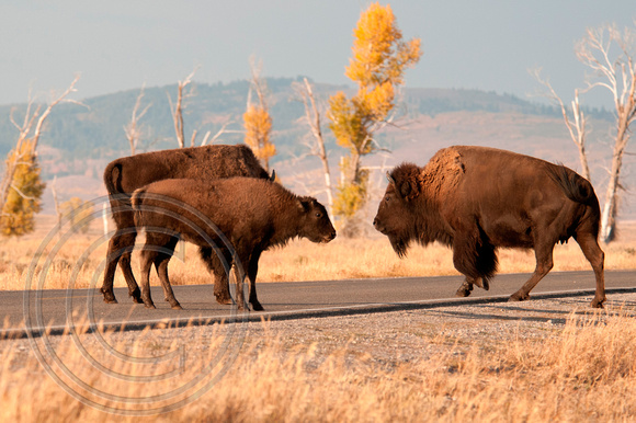 Bison, Grand Teton National Park Wyoming