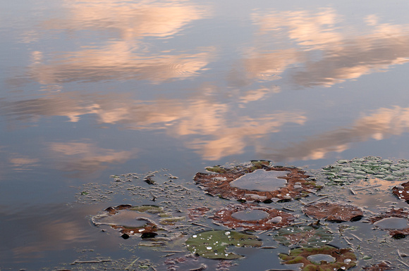 Dusk on the water with lilly pads, Great Meadows